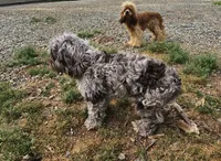 Zoey - Chocolate Merle , a female Cockapoo for sale in Mocksville, NC – Photo 1 of 8