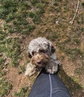 Zoey - Chocolate Merle , a female Cockapoo for sale in Mocksville, NC – Photo 6 of 8