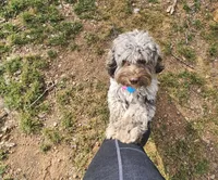 Zoey - Chocolate Merle , a female Cockapoo for sale in Mocksville, NC – Photo 2 of 8