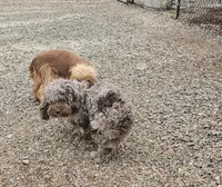 Zoey - Chocolate Merle , a female Cockapoo for sale in Mocksville, NC – Photo 5 of 8