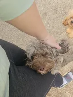 Zoey - Chocolate Merle , a female Cockapoo for sale in Mocksville, NC – Photo 7 of 8