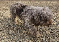 Zoey - Chocolate Merle , a female Cockapoo for sale in Mocksville, NC – Photo 3 of 8