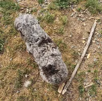 Zoey - Chocolate Merle , a female Cockapoo for sale in Mocksville, NC – Photo 4 of 8