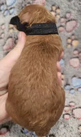 Black Collar Male, a male Goldendoodle for sale in Mocksville, NC – 6 of 10