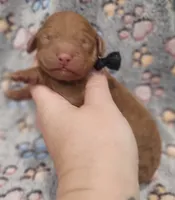 Black Collar Male, a male Goldendoodle for sale in Mocksville, NC – 8 of 10