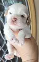 CKC White & Apricot Female , a female Cockapoo for sale in Clemmons, NC – 3 of 10