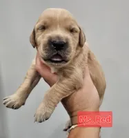 Red Collar Female, a female Golden Retriever for sale in Mocksville, NC – 3 of 10