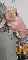 Blue Collar Male, a male Cocker Spaniel for sale in Mocksville, NC – 9 of 9