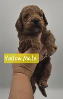 Yellow Male, a male Goldendoodle for sale in Mocksville, NC – 6 of 9