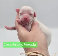 Lime Green Female , a female Cockapoo for sale in Mocksville, NC – 1 of 7