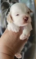 CKC White & Apricot Female , a female Cockapoo for sale in Clemmons, NC – 5 of 10