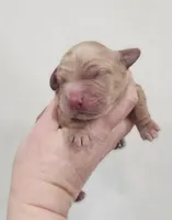 Mini Golden Retrievers, a female Golden Cocker Retriever for sale in Mocksville, NC – Photo 3 of 8