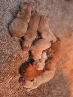 Mini Golden Retrievers, a female Golden Cocker Retriever for sale in Mocksville, NC – Photo 8 of 8