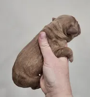 Mini Golden Retrievers, a female Golden Cocker Retriever for sale in Mocksville, NC – Photo 5 of 8