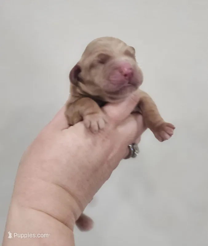 Mini Golden Retrievers – Golden Cocker Retriever puppy for sale in Mocksville, NC