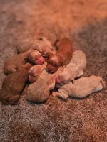 Mini Golden Retrievers, a female Golden Cocker Retriever for sale in Mocksville, NC – Photo 2 of 8
