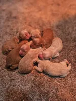 Mini Golden Retrievers, a female Golden Cocker Retriever for sale in Mocksville, NC – Photo 7 of 8