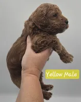 Yellow Male, a male Goldendoodle for sale in Mocksville, NC – 8 of 9