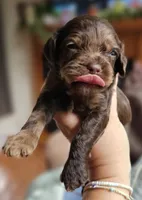 Purple Female, a female Cockapoo for sale in Mocksville, NC – 6 of 10