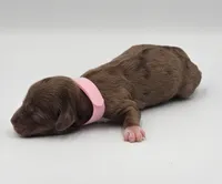 Pink Collar Female, a female Cockapoo for sale in Clemmons, NC – 2 of 8