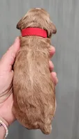 Red Collar Female, a male Cockapoo for sale in Clemmons, NC – 4 of 4