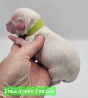 Lime Green Female , a female Cockapoo for sale in Mocksville, NC – 2 of 7