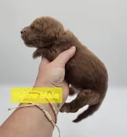 Yellow Male , a male Goldendoodle for sale in Mocksville, NC – 3 of 9