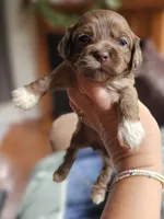 Pink Female , a female Cockapoo for sale in Mocksville, NC – 9 of 10