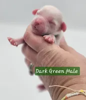 Dark Green Collar Male , a male Cockapoo for sale in Mocksville, NC – 2 of 8