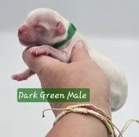 Dark Green Collar Male , a male Cockapoo for sale in Mocksville, NC – 4 of 8