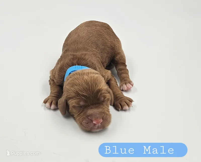 Blue Male – Cockapoo puppy for sale in Mocksville, NC