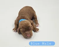 Blue Male, a male Cockapoo for sale in Mocksville, NC – 1 of 4