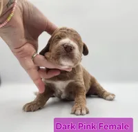 Dark Pink Female , a female Goldendoodle for sale in Mocksville, NC – 3 of 9