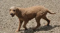 Reba, a female Goldendoodle for sale in Mocksville, NC – 3 of 4