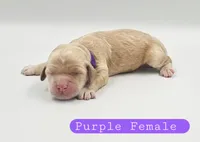 Purple Female, a female Cockapoo for sale in Mocksville, NC – 3 of 5