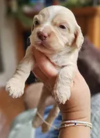 Red Female, a female Cockapoo for sale in Mocksville, NC – 4 of 10