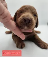 Red Female , a female Goldendoodle for sale in Mocksville, NC – 6 of 10