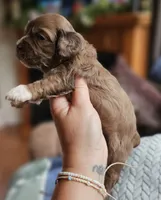 Pink Female , a female Cockapoo for sale in Mocksville, NC – 8 of 10