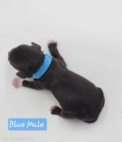 Blue Collar Male , a male Cockapoo for sale in Mocksville, NC – 3 of 9