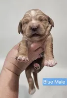 Mini Golden Retriever - Blue, a male Miniature Golden Retriever for sale in Mocksville, NC – Photo 4 of 8