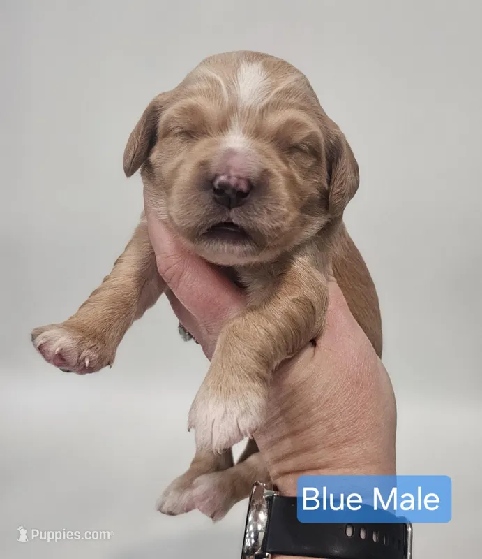 Mini Golden Retriever - Blue – Miniature Golden Retriever puppy for sale in Mocksville, NC