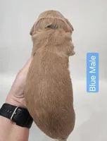 Mini Golden Retriever - Blue, a male Miniature Golden Retriever for sale in Mocksville, NC – Photo 8 of 8