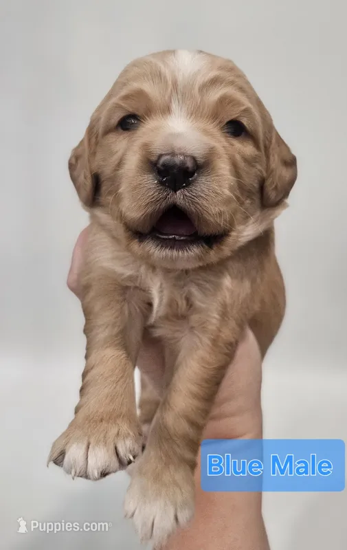 Mini Golden Retriever - Blue – Miniature Golden Retriever puppy for sale in Mocksville, NC