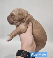 Mini Golden Retriever - Blue, a male Miniature Golden Retriever for sale in Mocksville, NC – Photo 3 of 8