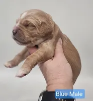 Mini Golden Retriever - Blue, a male Miniature Golden Retriever for sale in Mocksville, NC – Photo 2 of 8