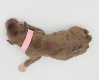 Pink Collar Female, a female Cockapoo for sale in Clemmons, NC – 6 of 8