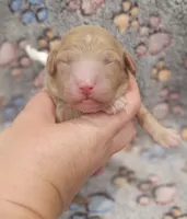 White Collar Female , a female Goldendoodle for sale in Mocksville, NC – 1 of 10