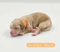 Orange Male, a male Cockapoo for sale in Mocksville, NC – 3 of 4