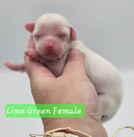 Lime Green Female , a female Cockapoo for sale in Mocksville, NC – 5 of 7