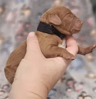 Black Collar Male, a male Goldendoodle for sale in Mocksville, NC – 4 of 10